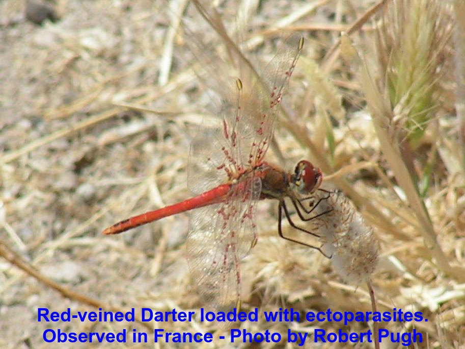 Red veined Darter with ectoparacites